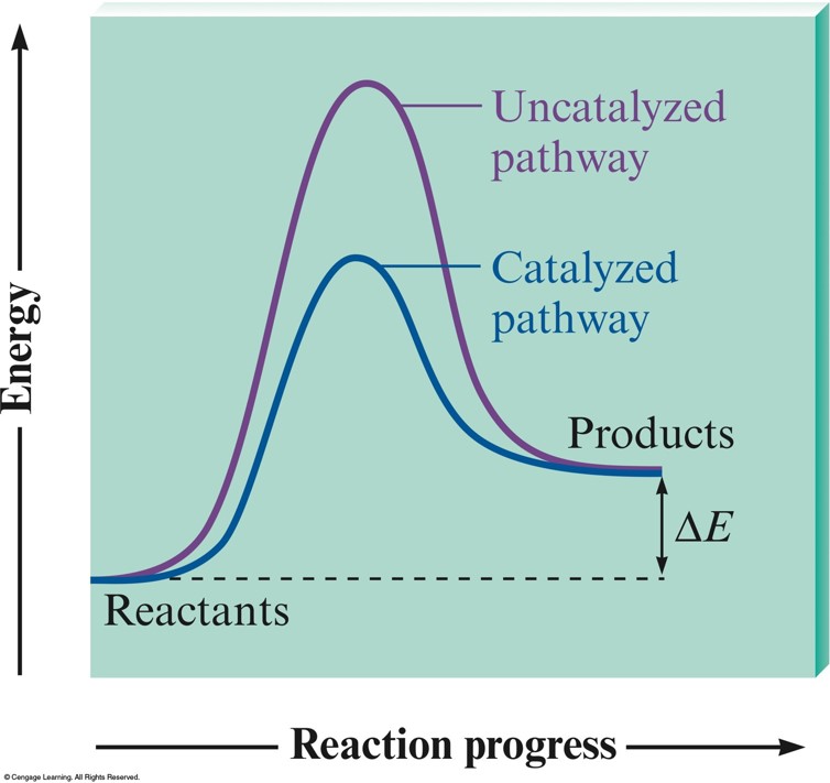 The catalyzed pathway has a substantially lower potential energy peak, energy of the transition state, than the uncatalyzed pathway.